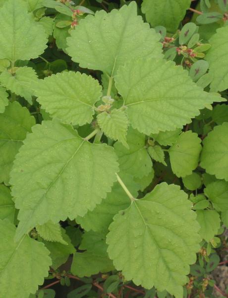 Broad, pointed leaves with toothed margins